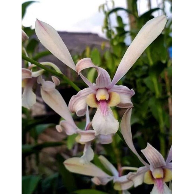 Dendrobium Capung Kapuas