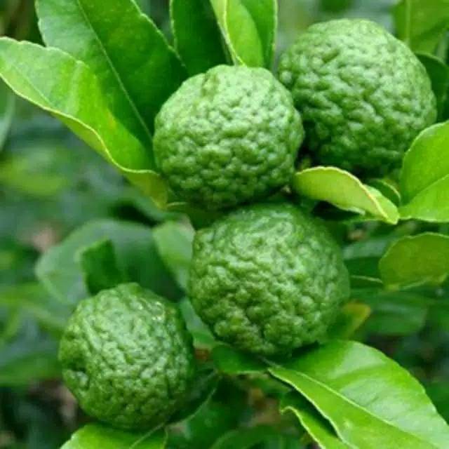 

Jeruk purut