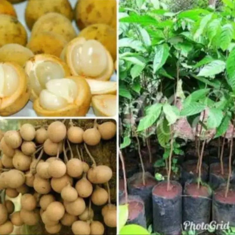 bibit buah duku palembang asli