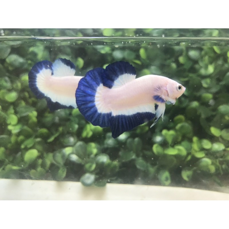 

ikan cupang blue rim