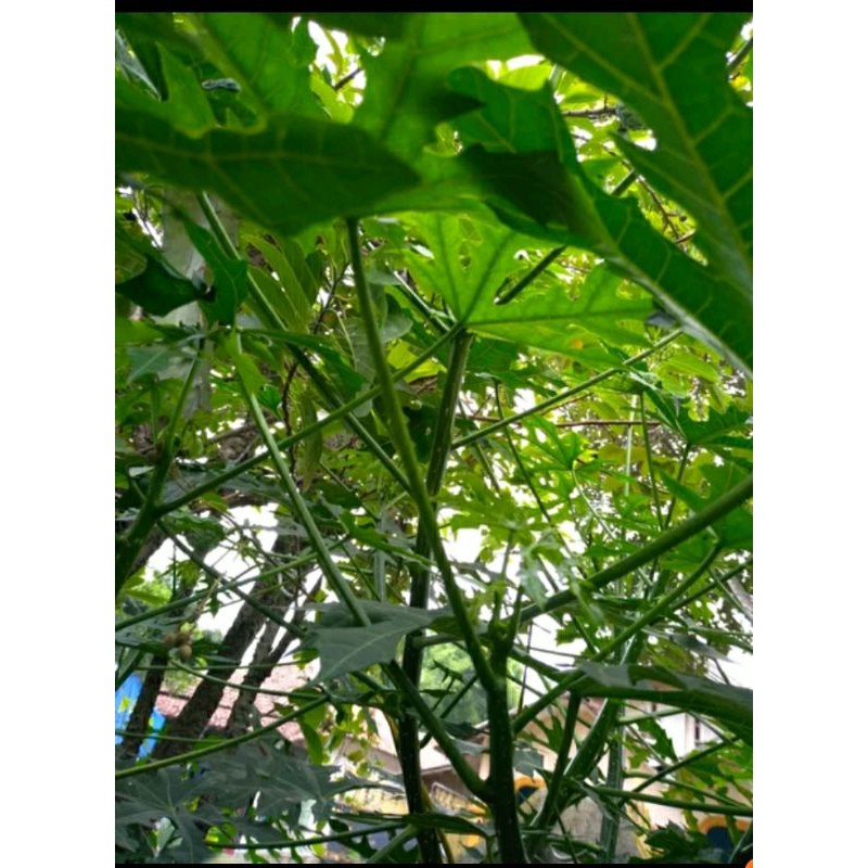 

DAUN PEPAYA jepang Cnidoscolus aconitifolius