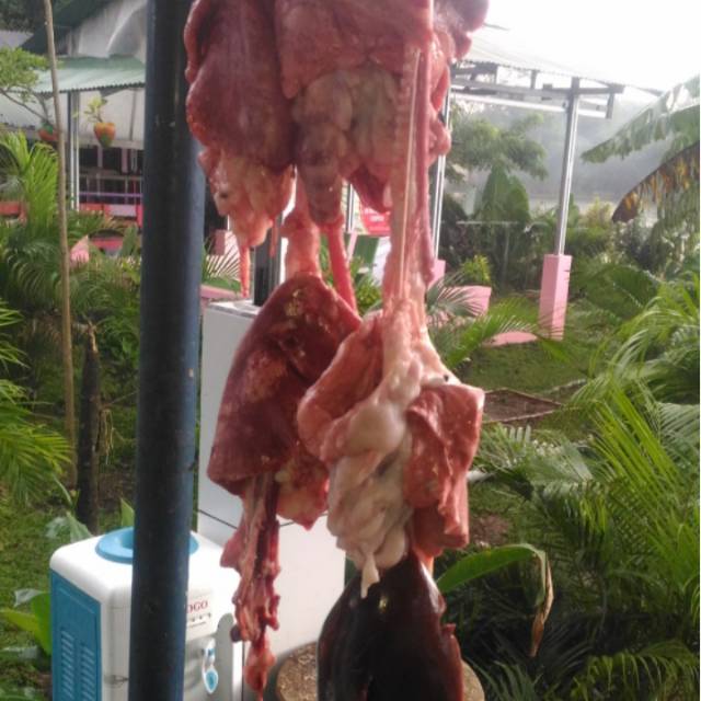 

Paru Jantung Ginjal Kambing