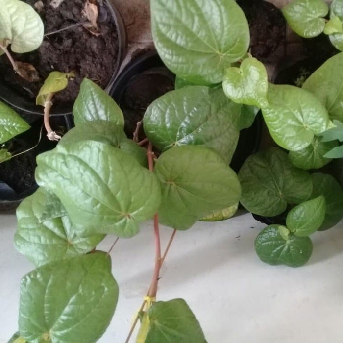 

Bibit Tanaman Obat Daun Sirih Hijau Pohon Sirih Ijo Tanaman Herbal