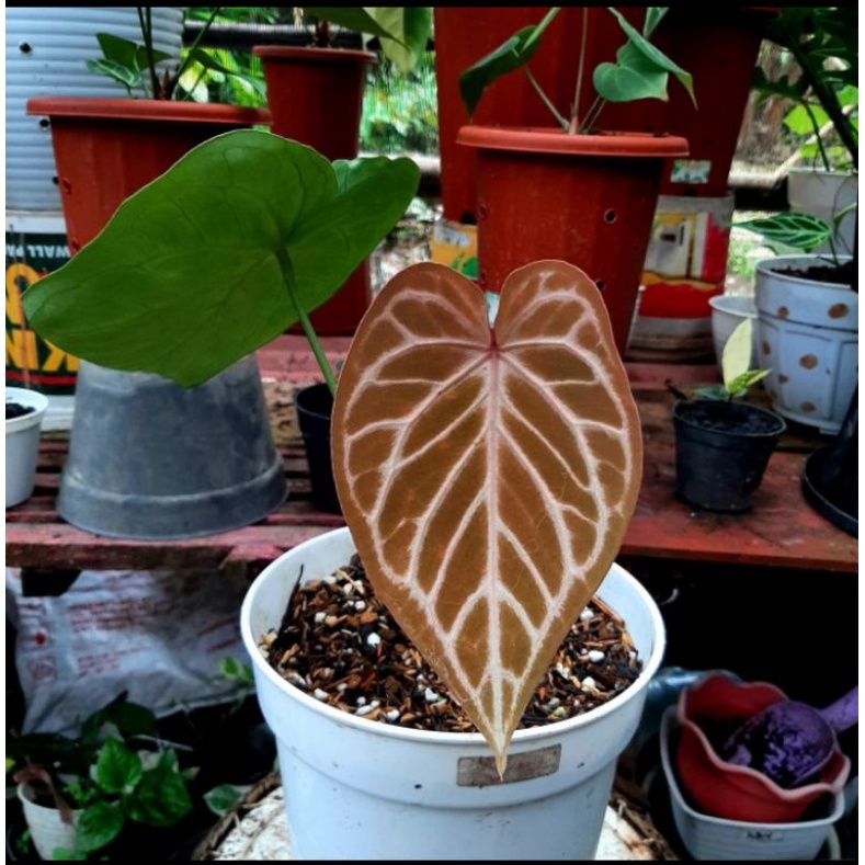 Kuping Gajah Forgetii × silver blush