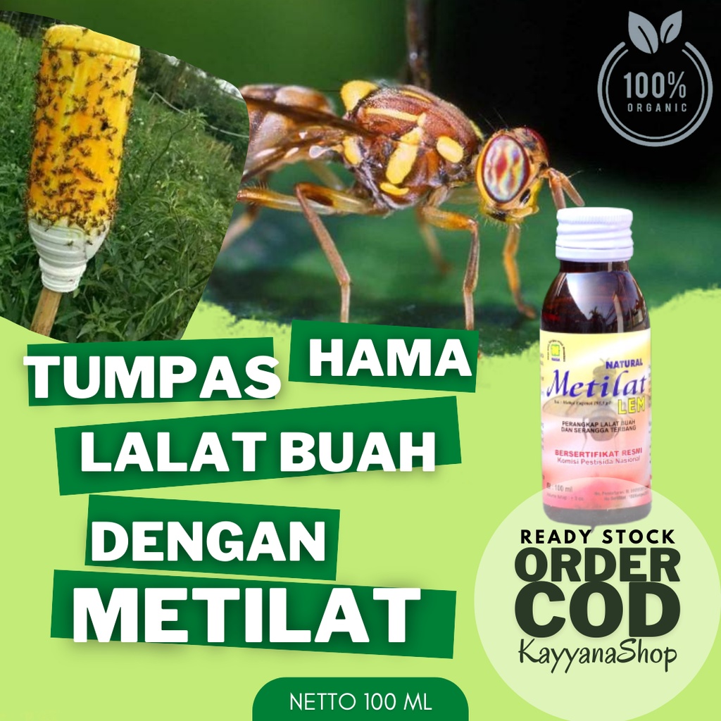 Metilat 100 ML / Perangkap Lalat Buah Untuk Cabe / Perangkap Lalat Buah Cabe / Lem Perangkap Lalat B