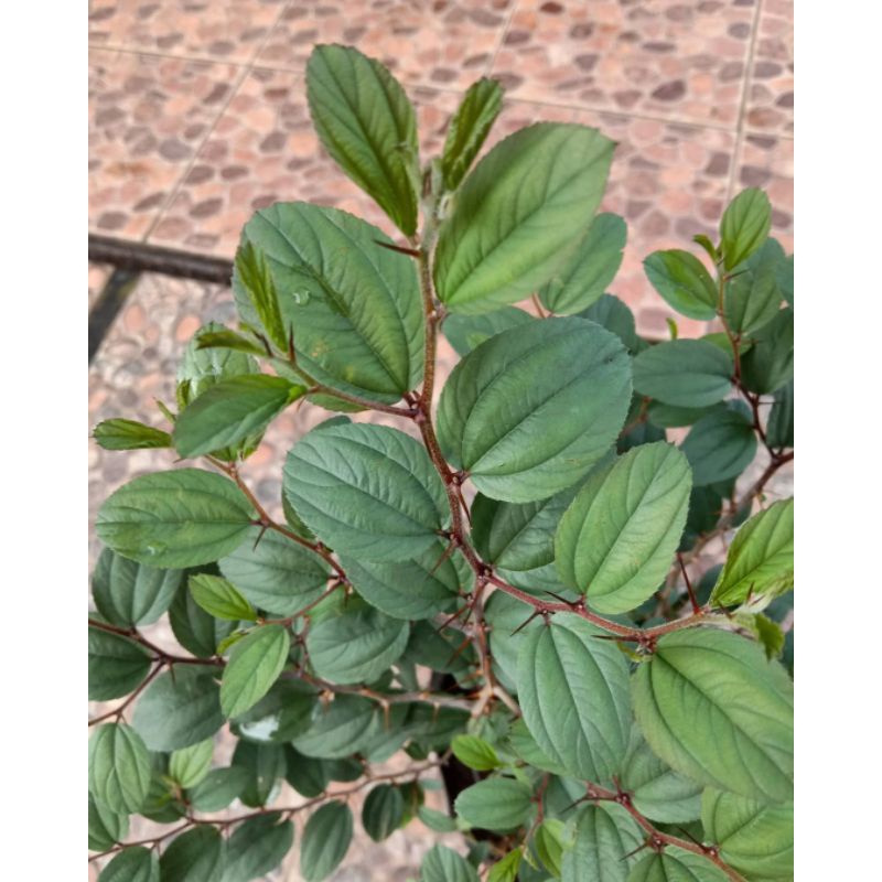 BIBIT POHON BIDARA ARAB SUPER (Beli 5 gratis 1)