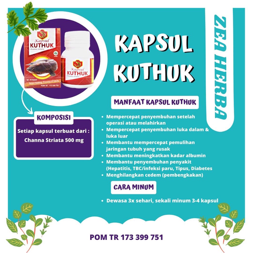 Kapsul Kutuk Obat Luka Kapsul Kutuk Original Premium Asli 100% Kapsul Ikan Gabus Kapsul Ikan Kutuk Premium | Kapsul Kuthuk Premium Original Ampuh Mengobati Luka