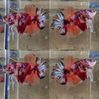 ikan cupang giant nemo, emerald, galaxy, multycolour