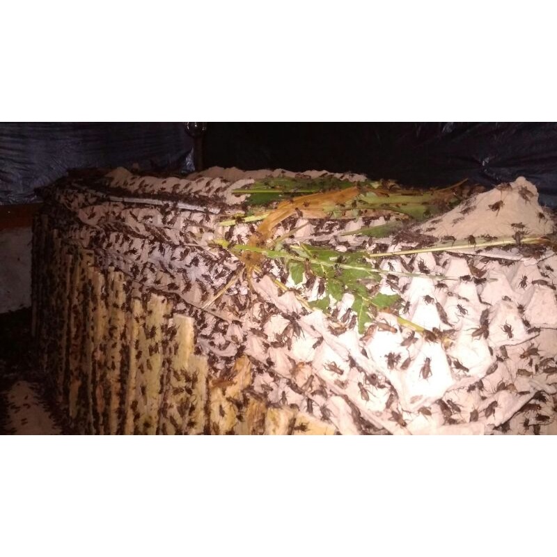 JANGKRIK ALAM/CLIRING HIDUP