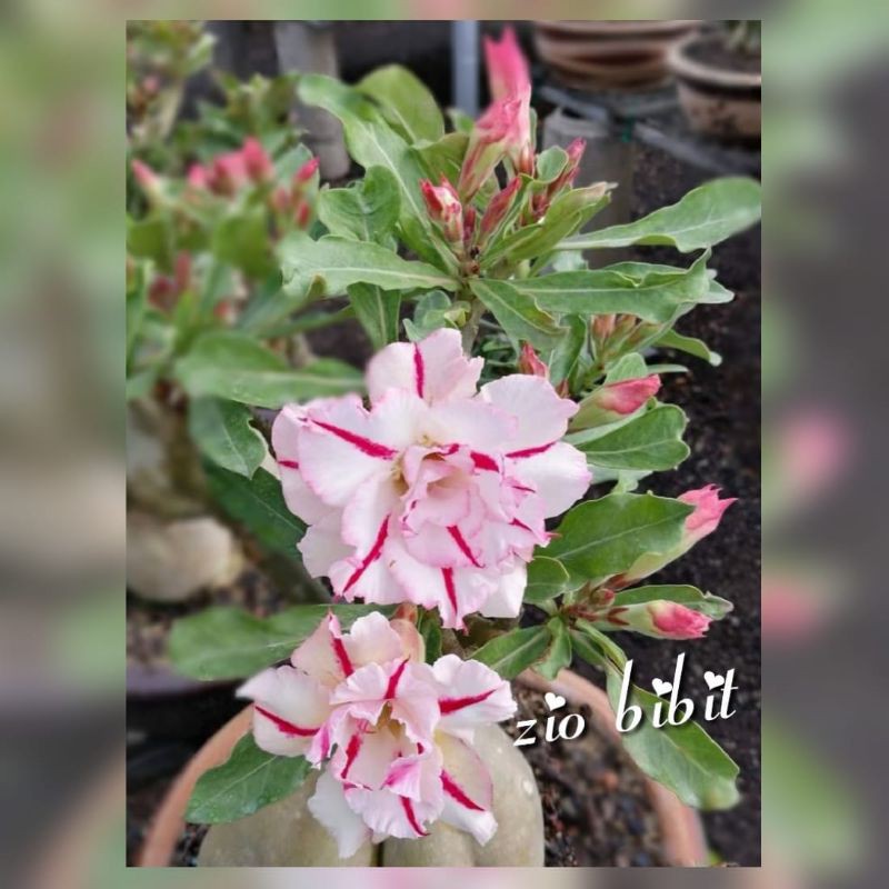 Biji Benih Bunga Adenium Obesum Kamboja Pink Putih Jepang Yara
