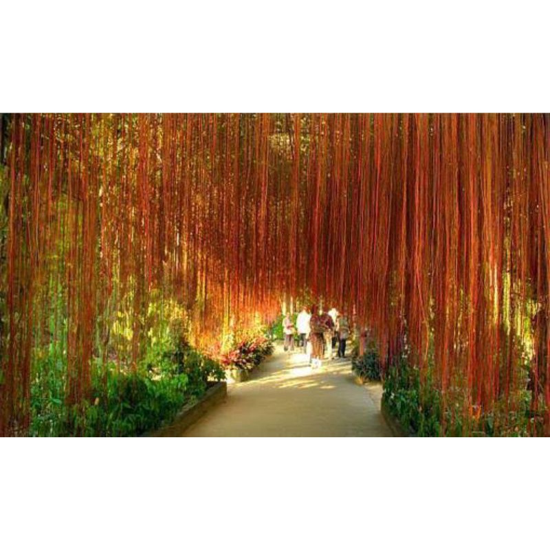 Tanaman Hias Curtain Ivy/Akar Gantung