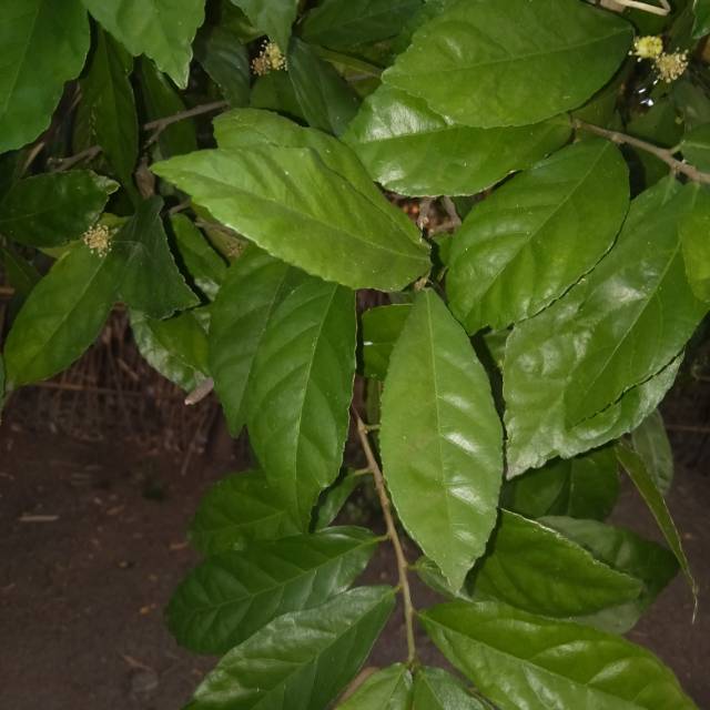 

Daun serut segar