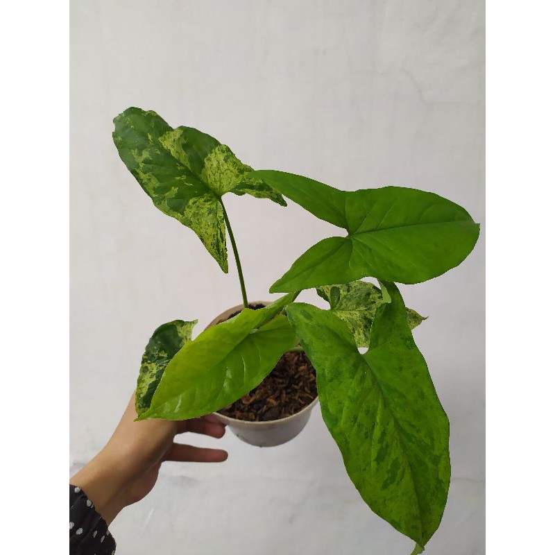 Syngonium Mojito