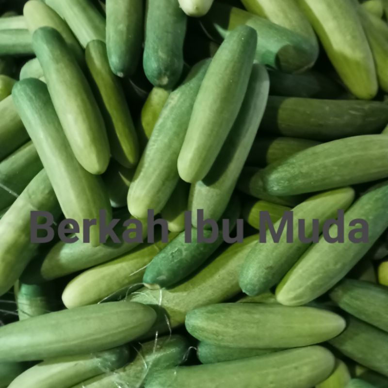 

Timun Fresh 1000gram / 1kg