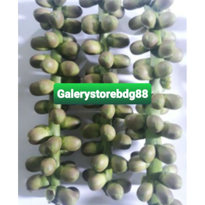 

Bunga aren buah aren atau langari kawung segar 1 kg-az