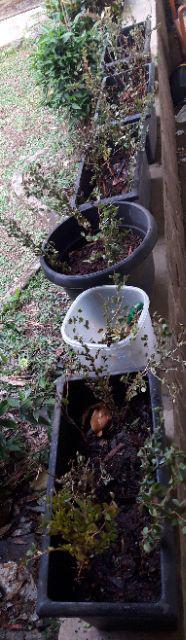 Grosir Bibit Bidara Harga Murah Minimal 50 Pcs