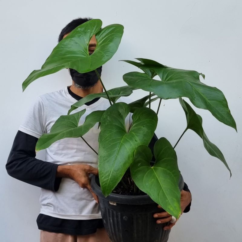 Anthurium Watermaliense SP II Real Pict II Foto Asli Tanaman  Yang Dijual