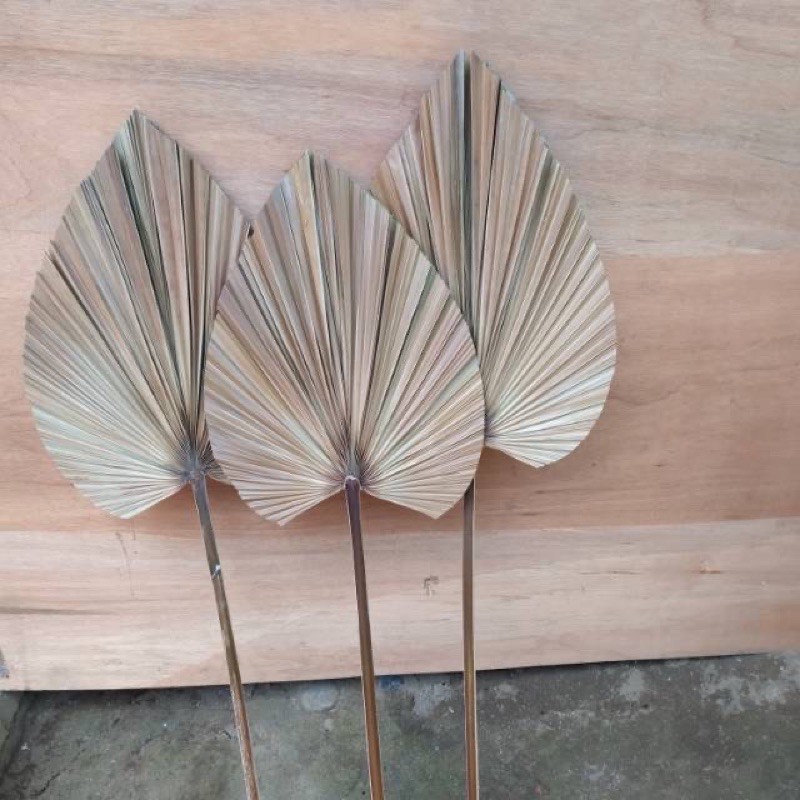 Jual Daun Palem Kering Dried Palm Dekorasi Daun Palem Kering Dekorasi Rustic Shopee Indonesia