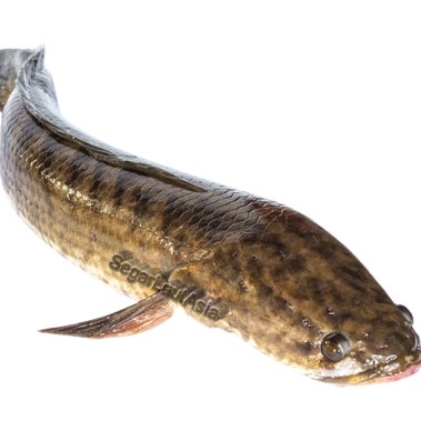 

IKAN GABUS MATI SEGAR 1KG