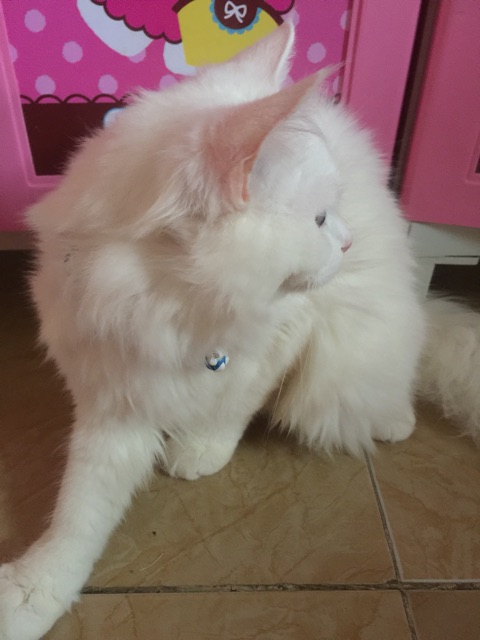 Sold Di Jual Kucing Persia Mix Mainecoon Odd Eye