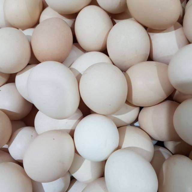 

Telur Kampung Asli Satuan Murah Bagus Baru