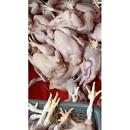 

Ayam Potong Segar UBee (Daging Ayam Utuh)