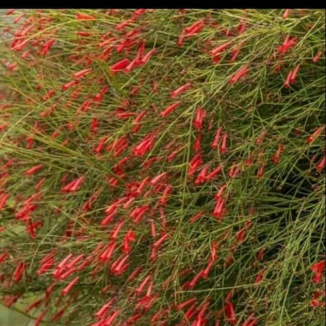 Tanaman hias gantung bunga air mancur