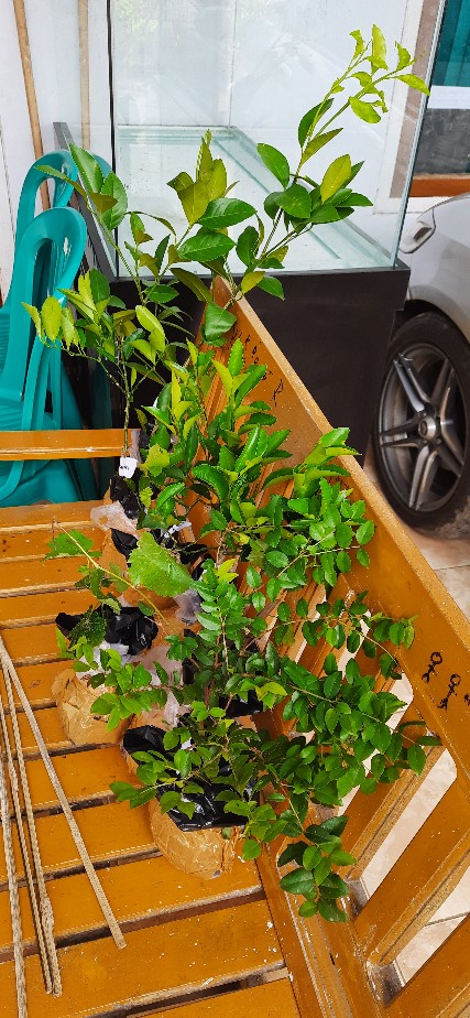 Bibit Buah Jeruk Mandarin Super Hasil Okulasi