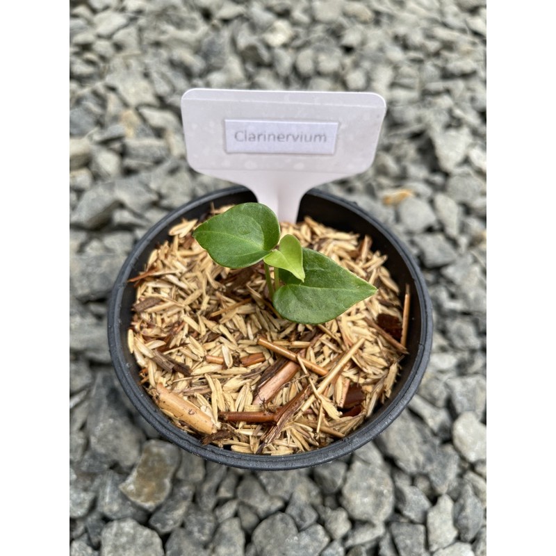 Baby Clarinervium Hybrid