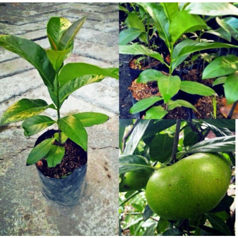 bibit tanaman buah black sapote/blek sapote