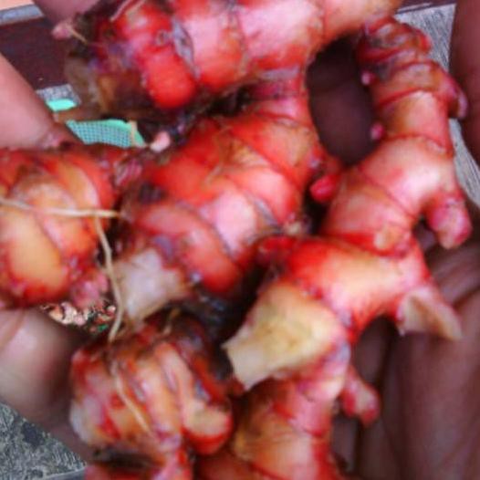 

q-868 Gudang Sayur Segar Jahe Merah Besar 1000 Gram 1 kilo ◄