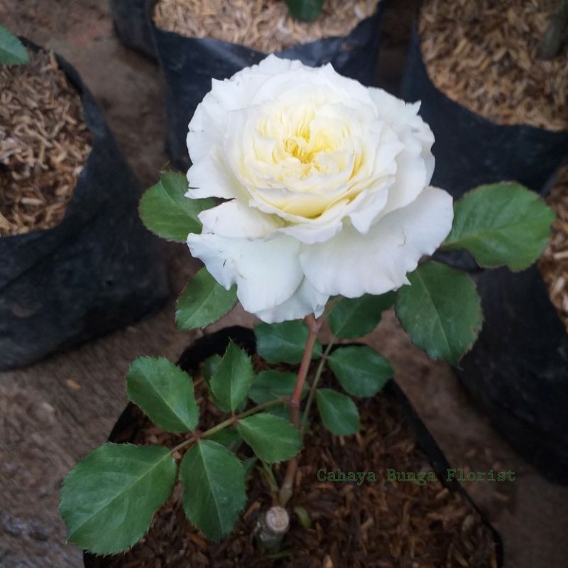 Bunga Mawar Putih - SUPER WANGI ( Real Pict )
