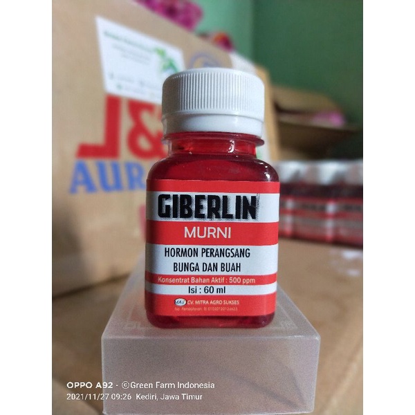 Giberlin Hormon Perang sang Buah Dan Bunga 60ml