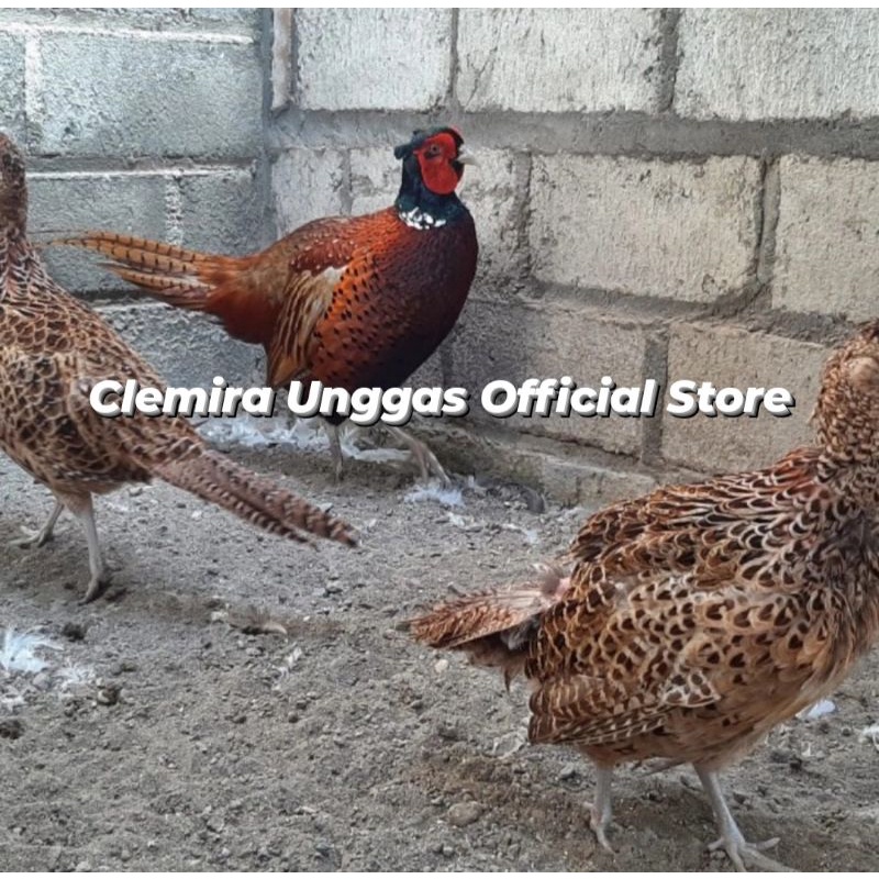 Ayam Ringneck Red Pheasant Ringneck Merah Ayam Hias