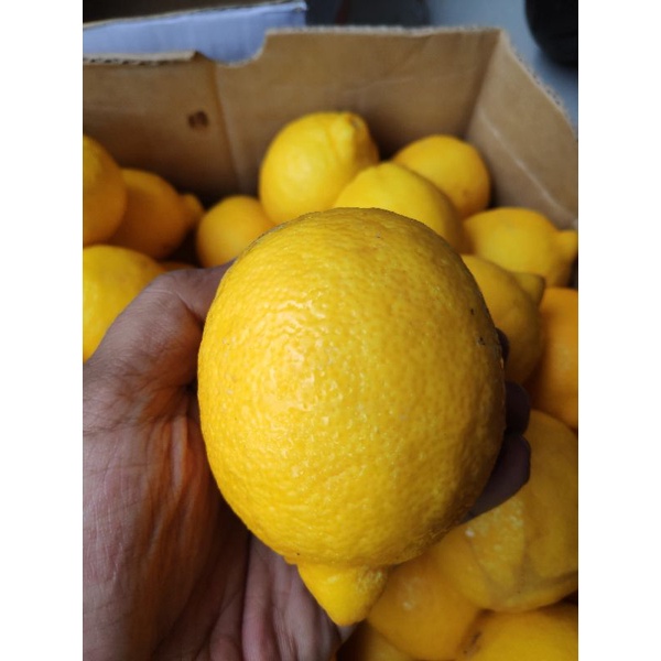 

JERUK LEMON CALIFORNIA SUPER GRADE A 1buah / 1pcs