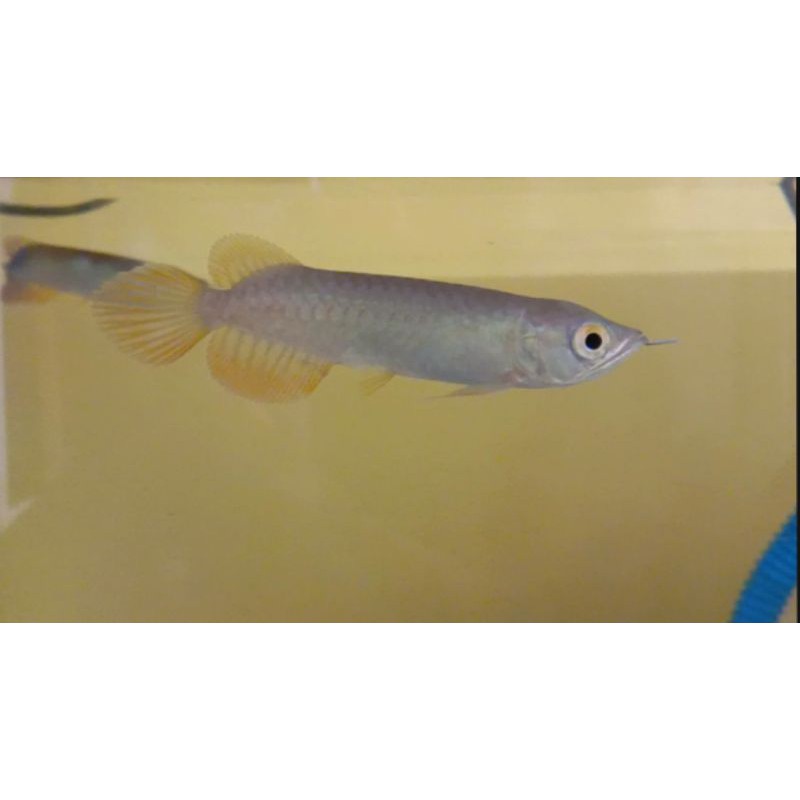 arwana banjar red kalimantan