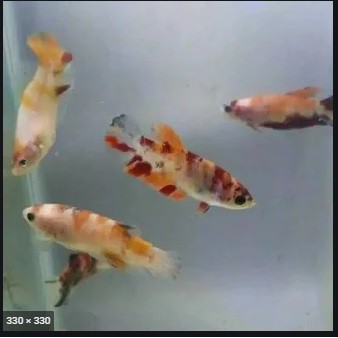 ikan cupang Koi Galaksi/Multy