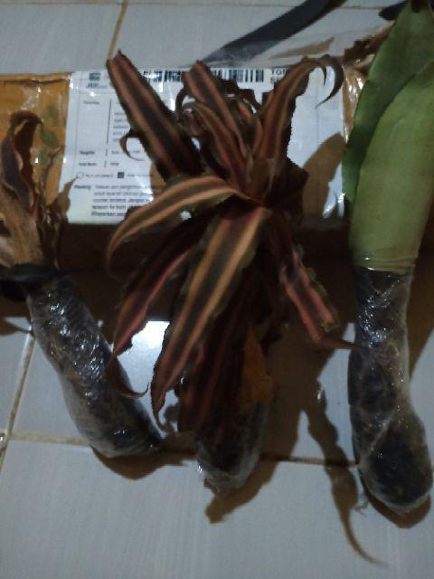 New Produck!! Tanaman Hias Sansivera Moons Shine - Manolin Silver