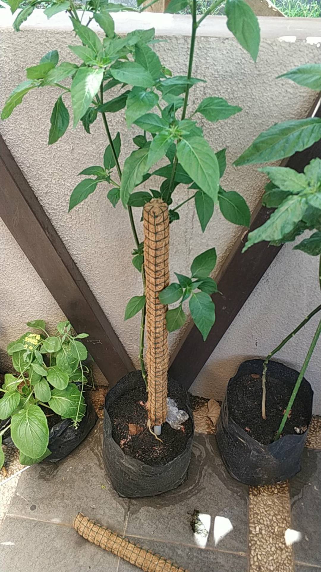 Paket Hemat 10 Turus 60 Cm