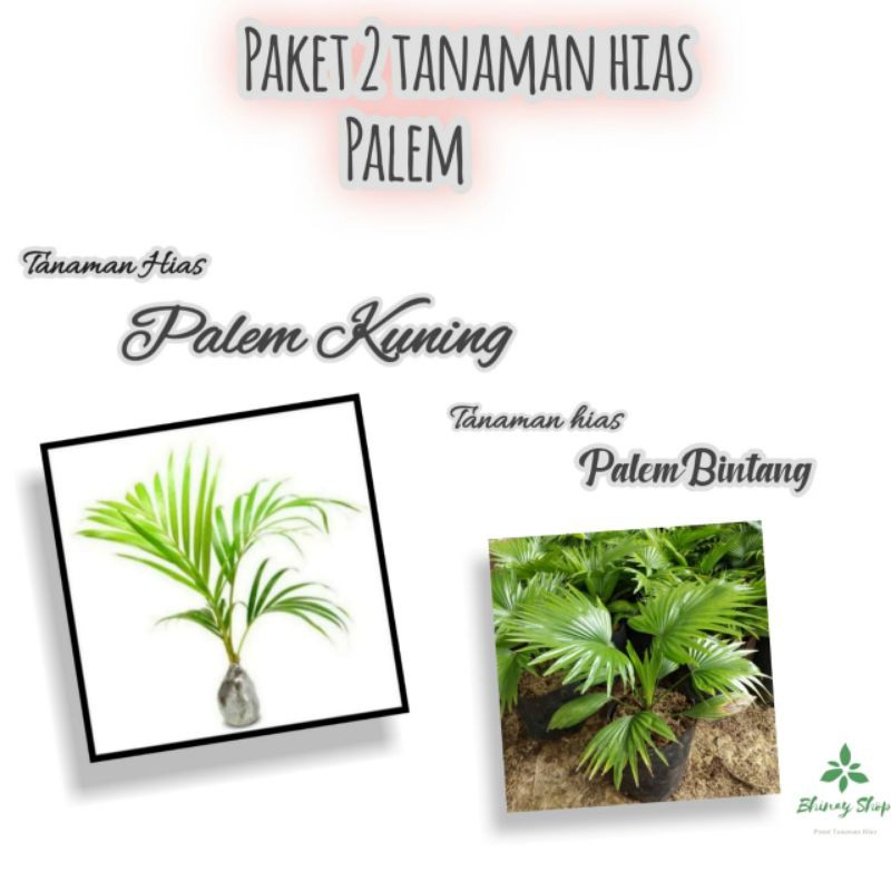 Paket 2 Jenis Tanaman Hias Palem / Pohon Hias Palem / 3 Jenis Tanaman Hias Palem