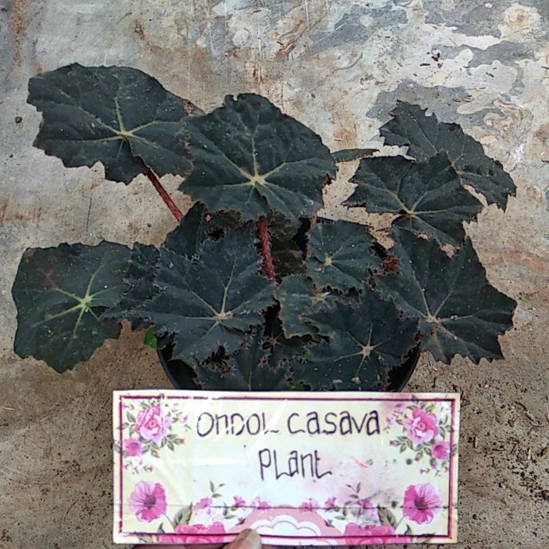 Begonia black velvet