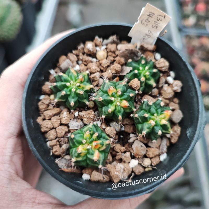Kaktus Gymno Gymnocalycium T31115 T3115