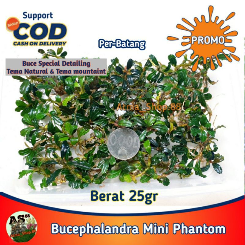 Buce Bucephalandra Mini Phantom Buchepalandra Rhizom Buat Bonsai Hiasan Langka Aquascape Promo Murah