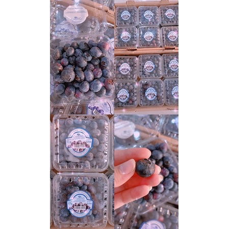 

BLUEBERRY FRESH (bukan Frozen)