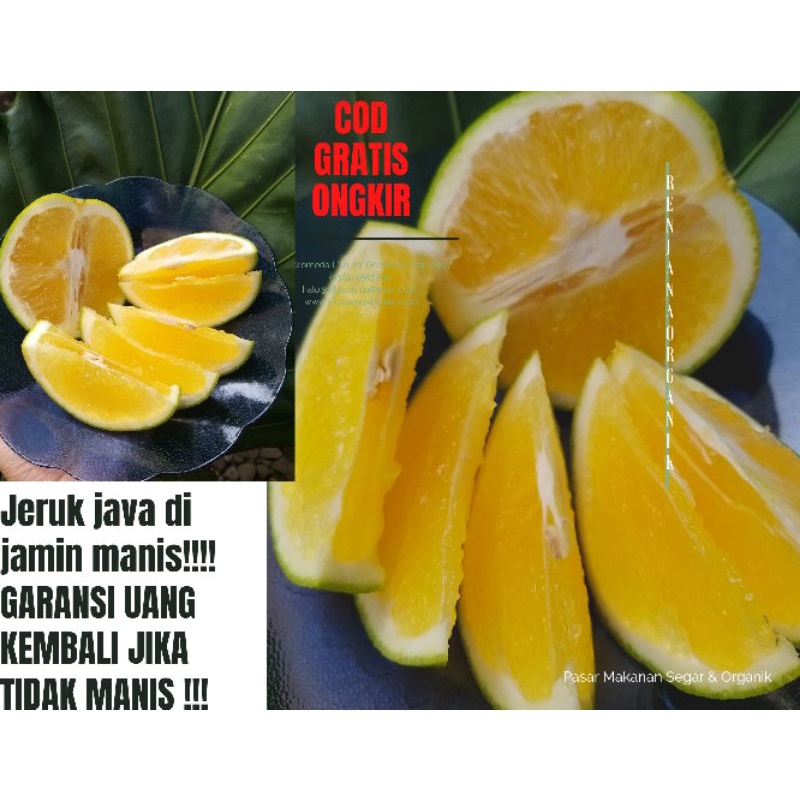 

PROMO Jeruk BeBY java MaNIS Fress dari kebunya