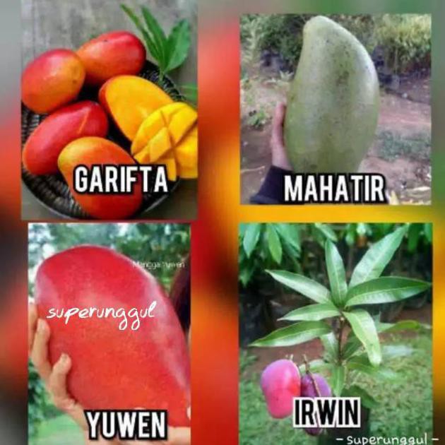 Paket 4  Bibit Mangga Super