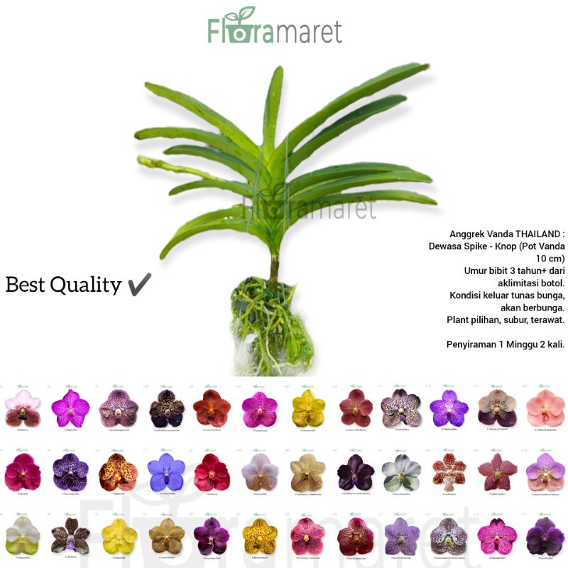 Anggrek vanda dewasa spike knop akan berbunga