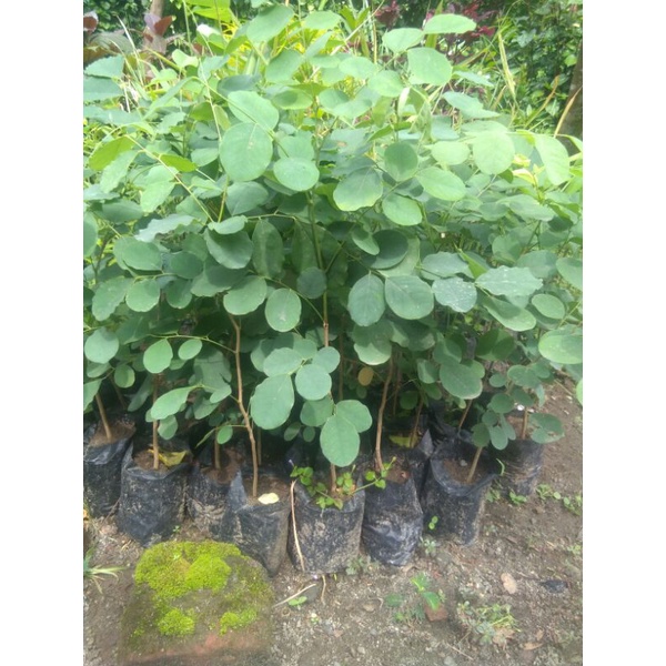 Bibit tanaman sonokeling kayu sonokeling bibit sonokeling