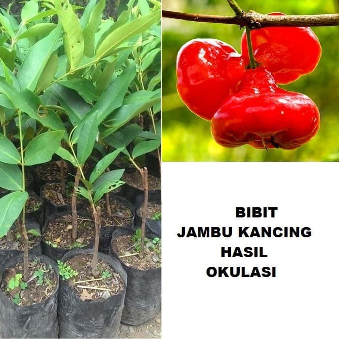 Bibit Tanaman Jambu Kancing Okulasi Bibit Jambu Kancing