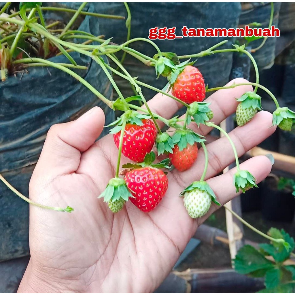 Bibit Strawberry Jumbo Manis Cepat Berbuah